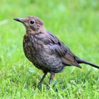 Die Amsel -5-