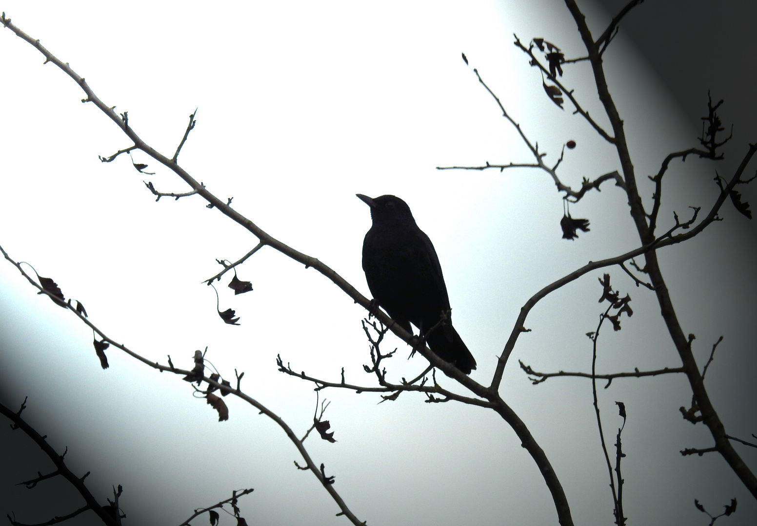 Die Amsel