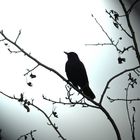 Die Amsel