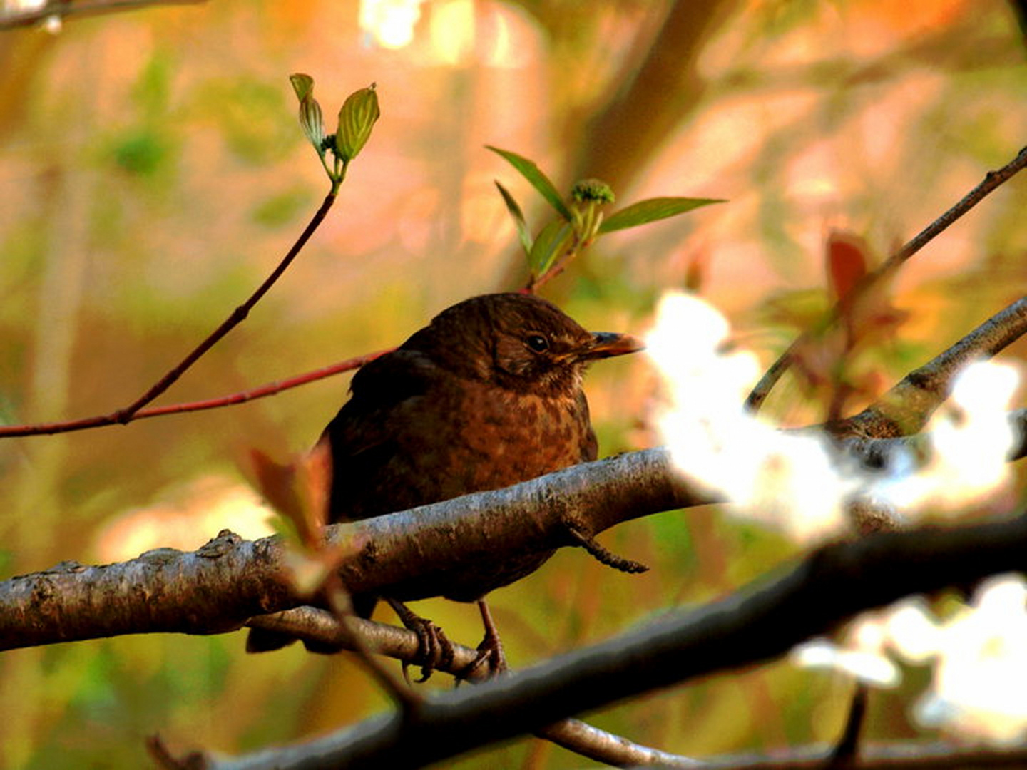 Die Amsel