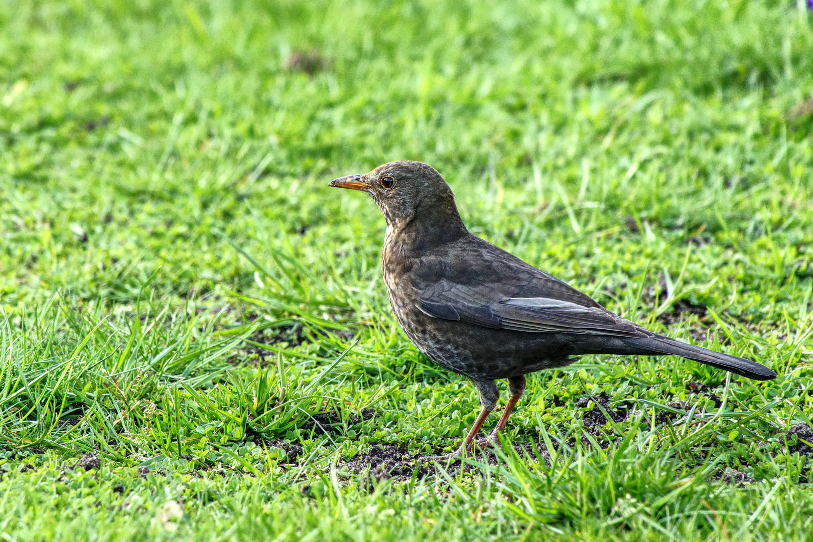 Die Amsel