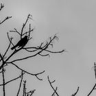 Die Amsel