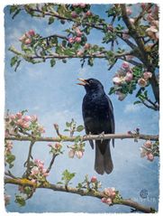 „… die Amsel …