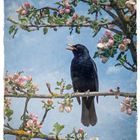 „… die Amsel …