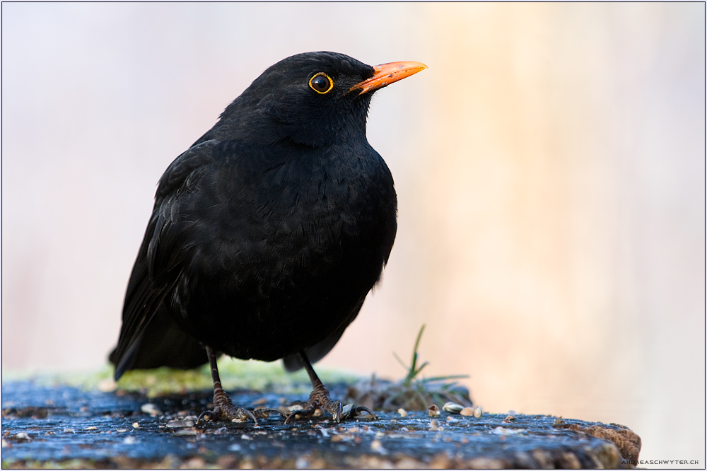 die Amsel