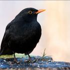 die Amsel