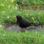 Die Amsel