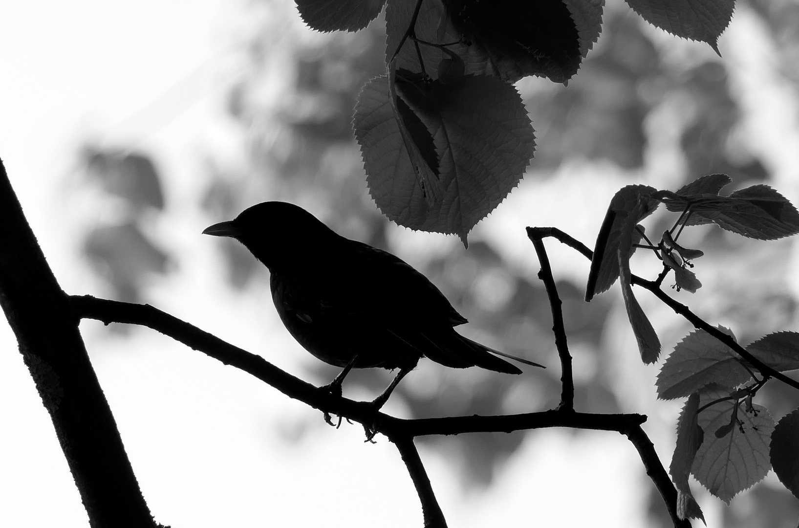 Die Amsel