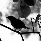 Die Amsel