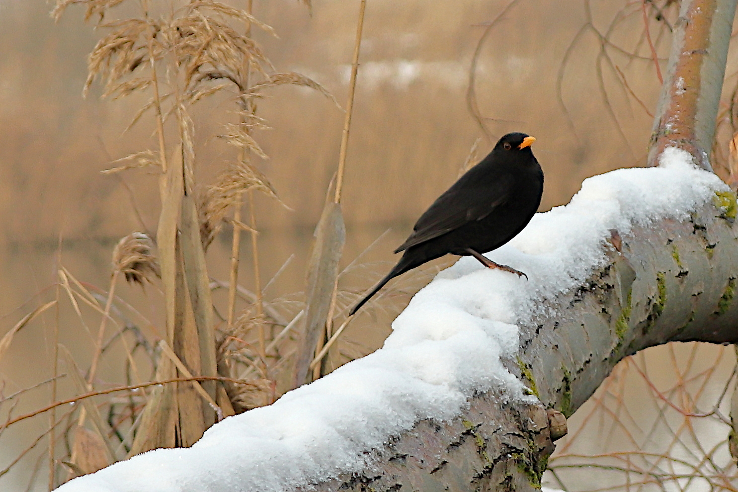 Die Amsel am See