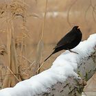 Die Amsel am See