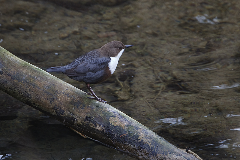 Die Amsel am Wasser...