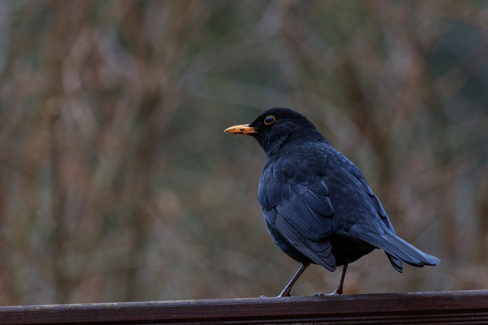 Die Amsel auf dem Balken