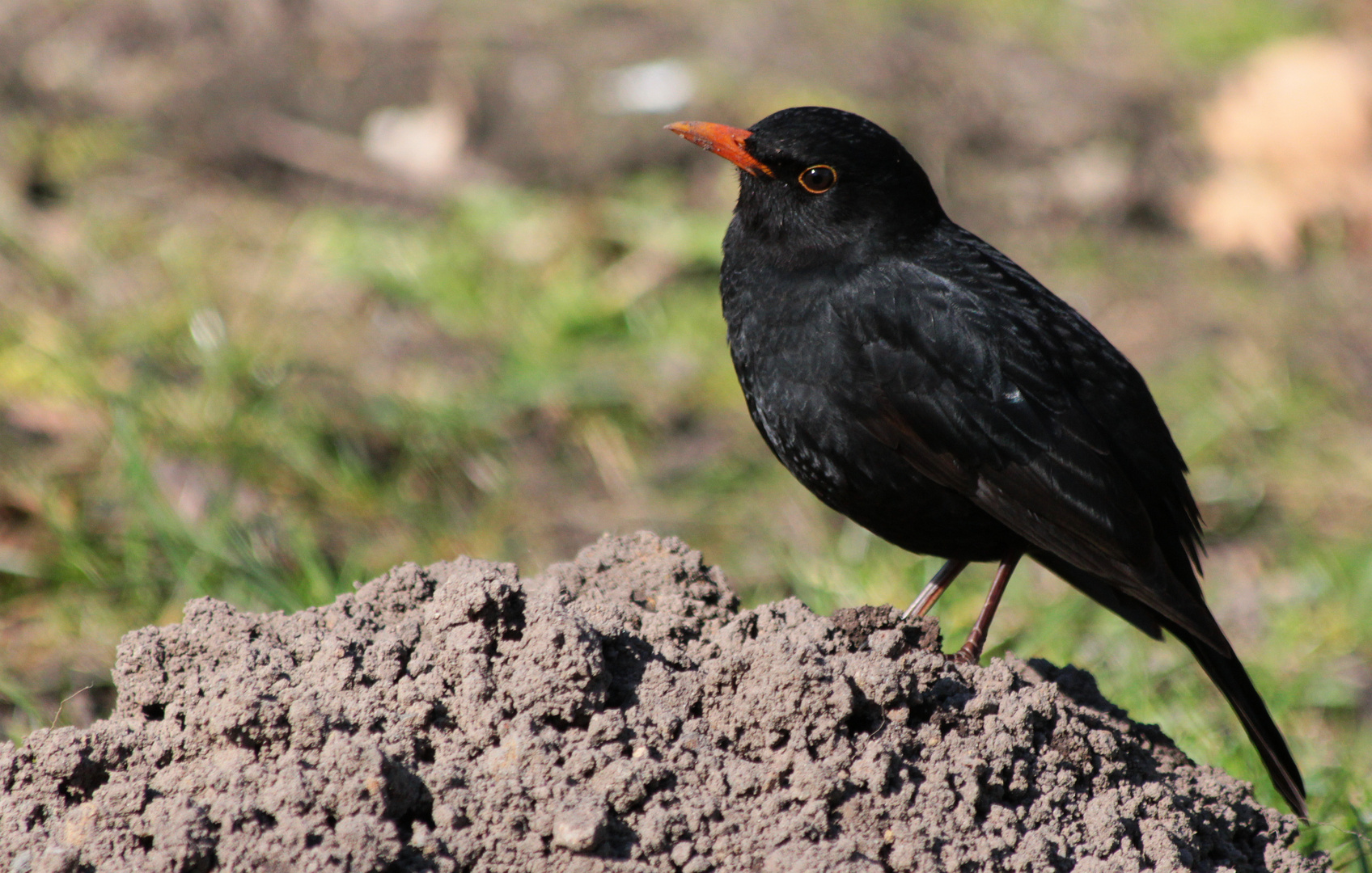 Die Amsel auf dem Maulwurfhaufen!