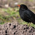 Die Amsel auf dem Maulwurfhaufen!