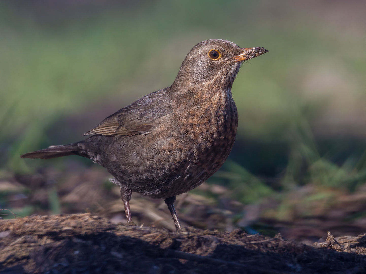 Die Amsel ...