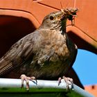 Die Amsel bringt Futter zu ihren Jungen ins Nest