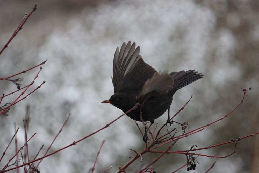 Die Amsel