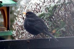 Die Amsel