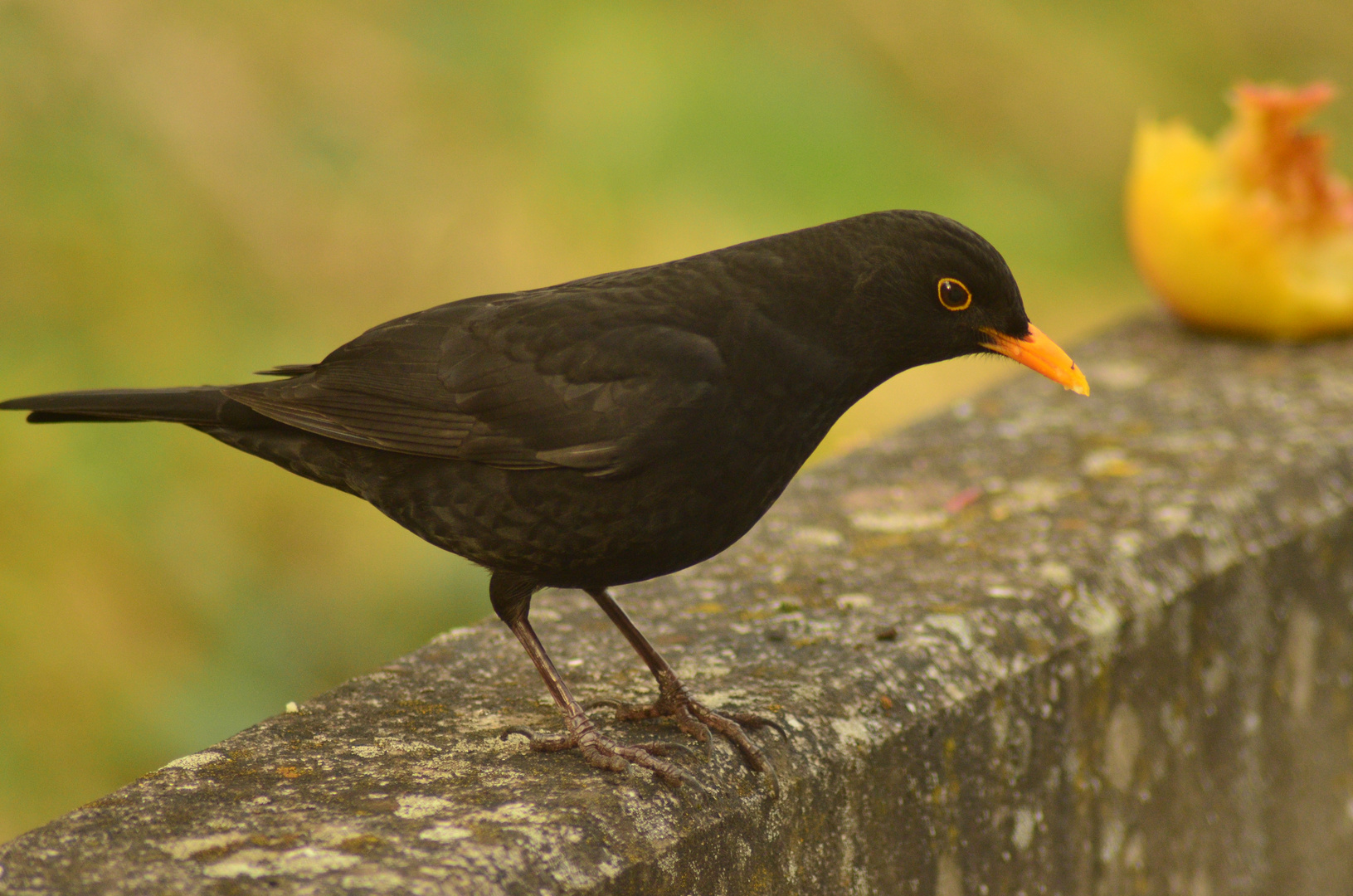 DIE AMSEL