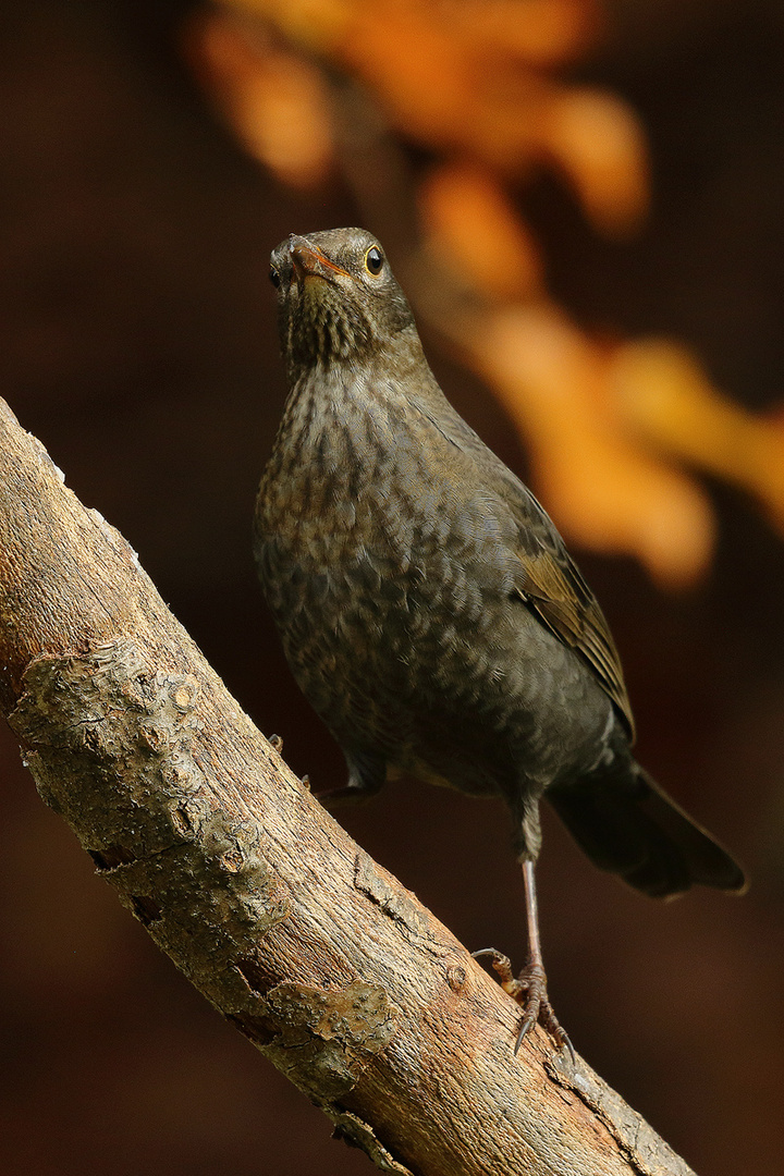 Die Amsel