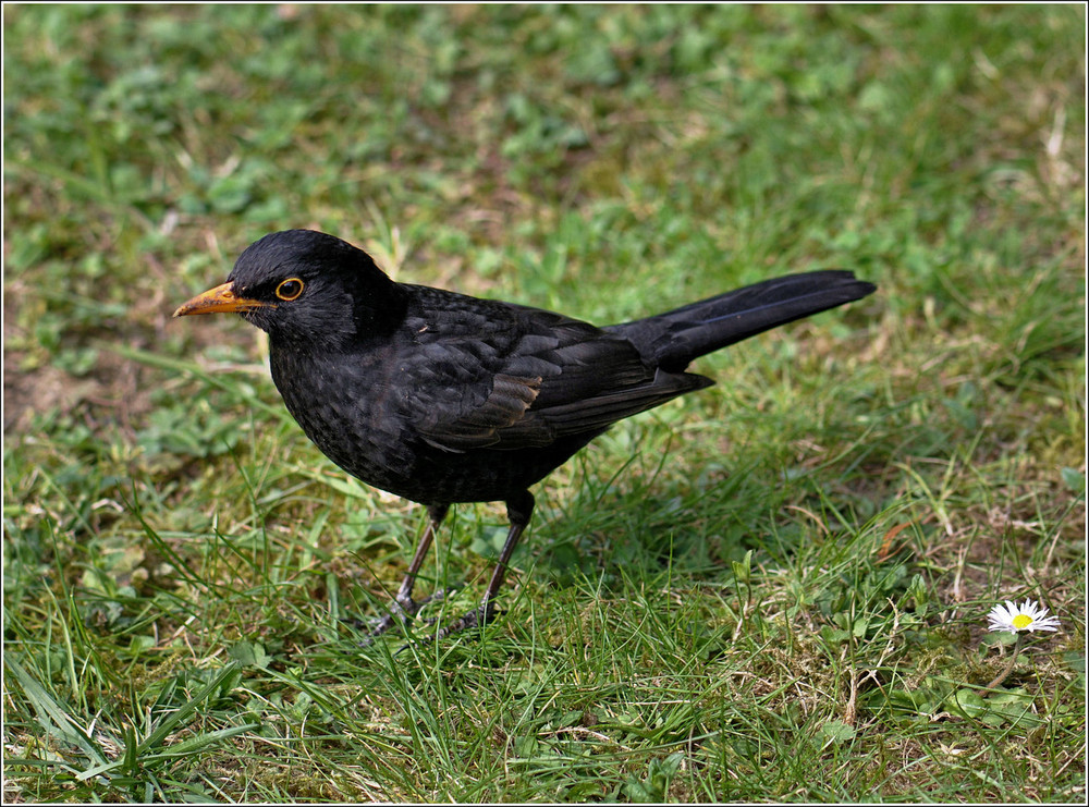 die Amsel