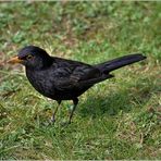 die Amsel