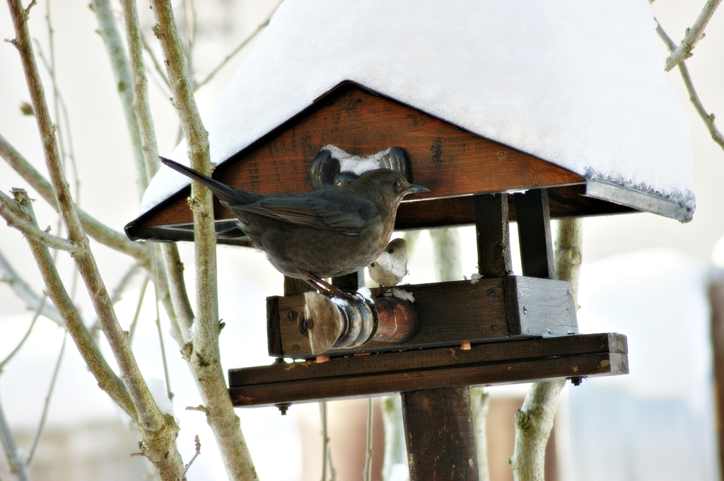 die Amsel