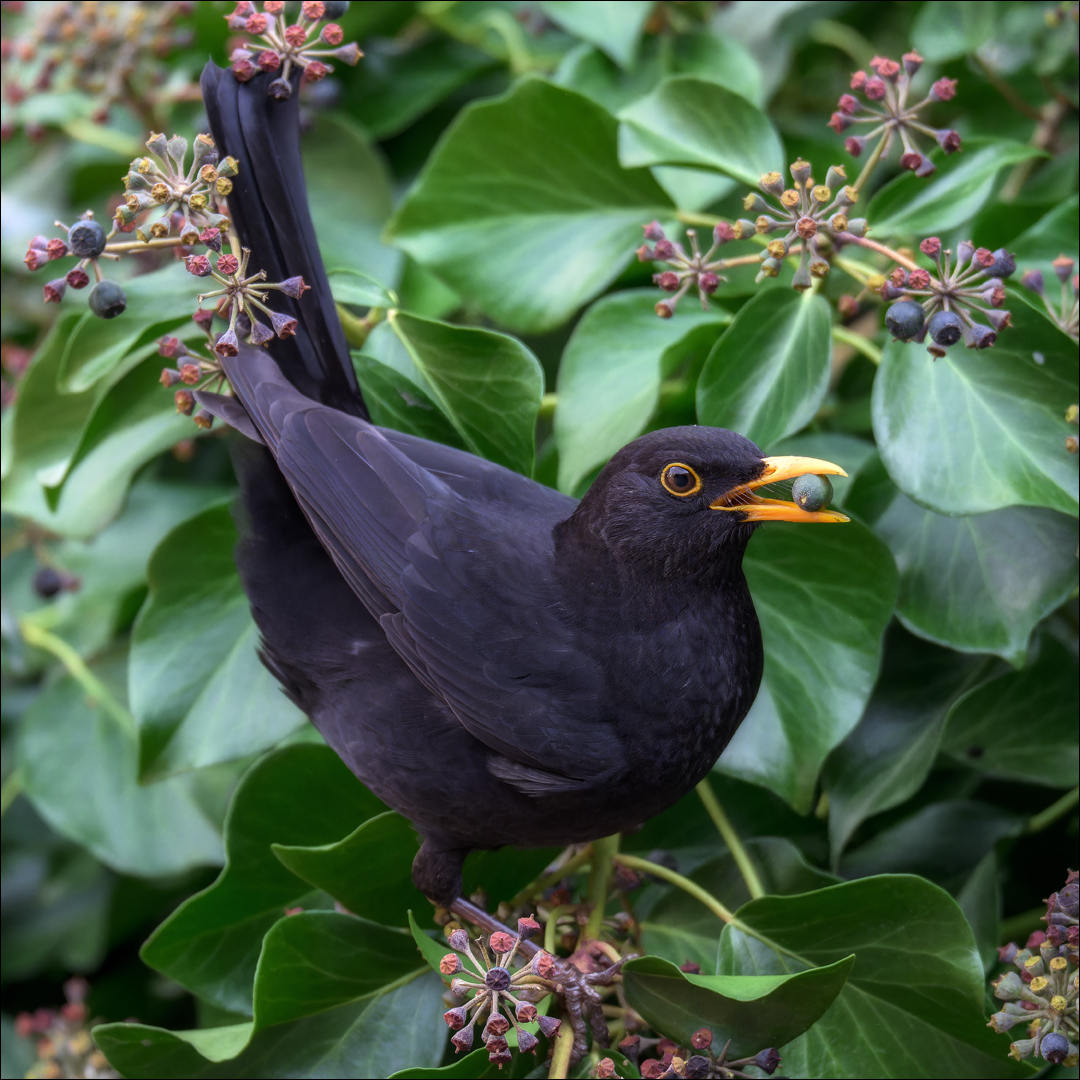 Die Amsel