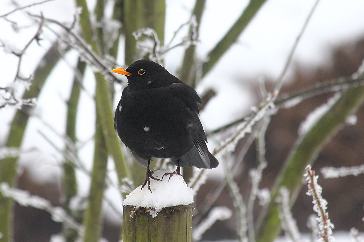 Die Amsel..