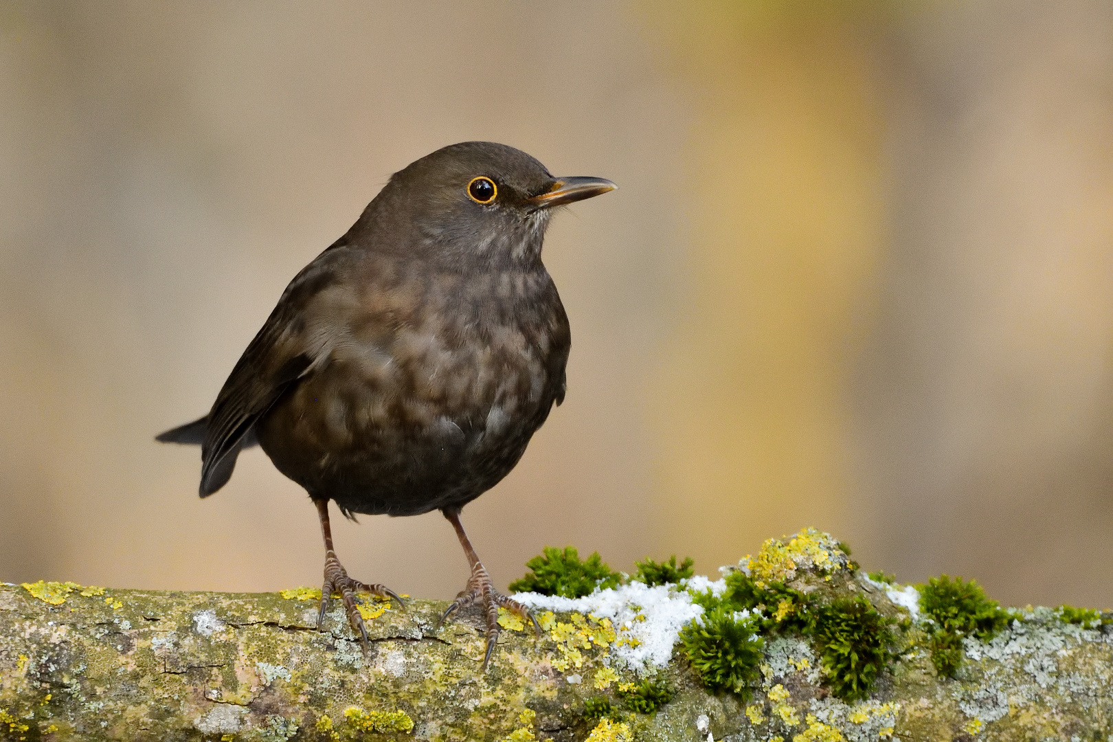 Die Amsel