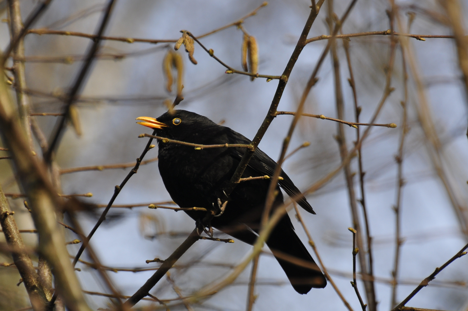 --- Die Amsel ---