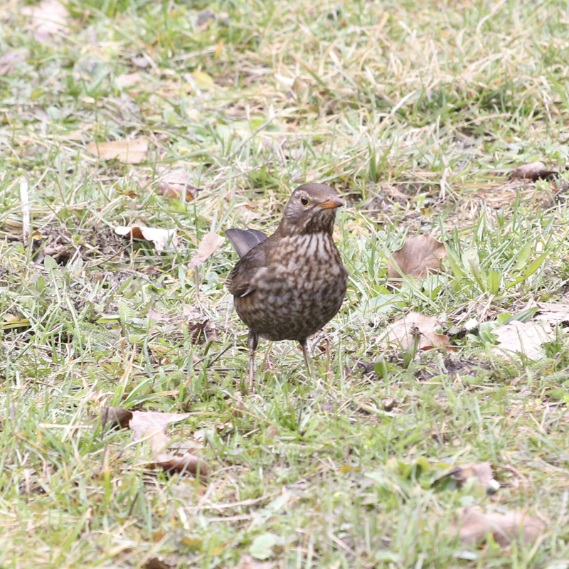 die Amsel