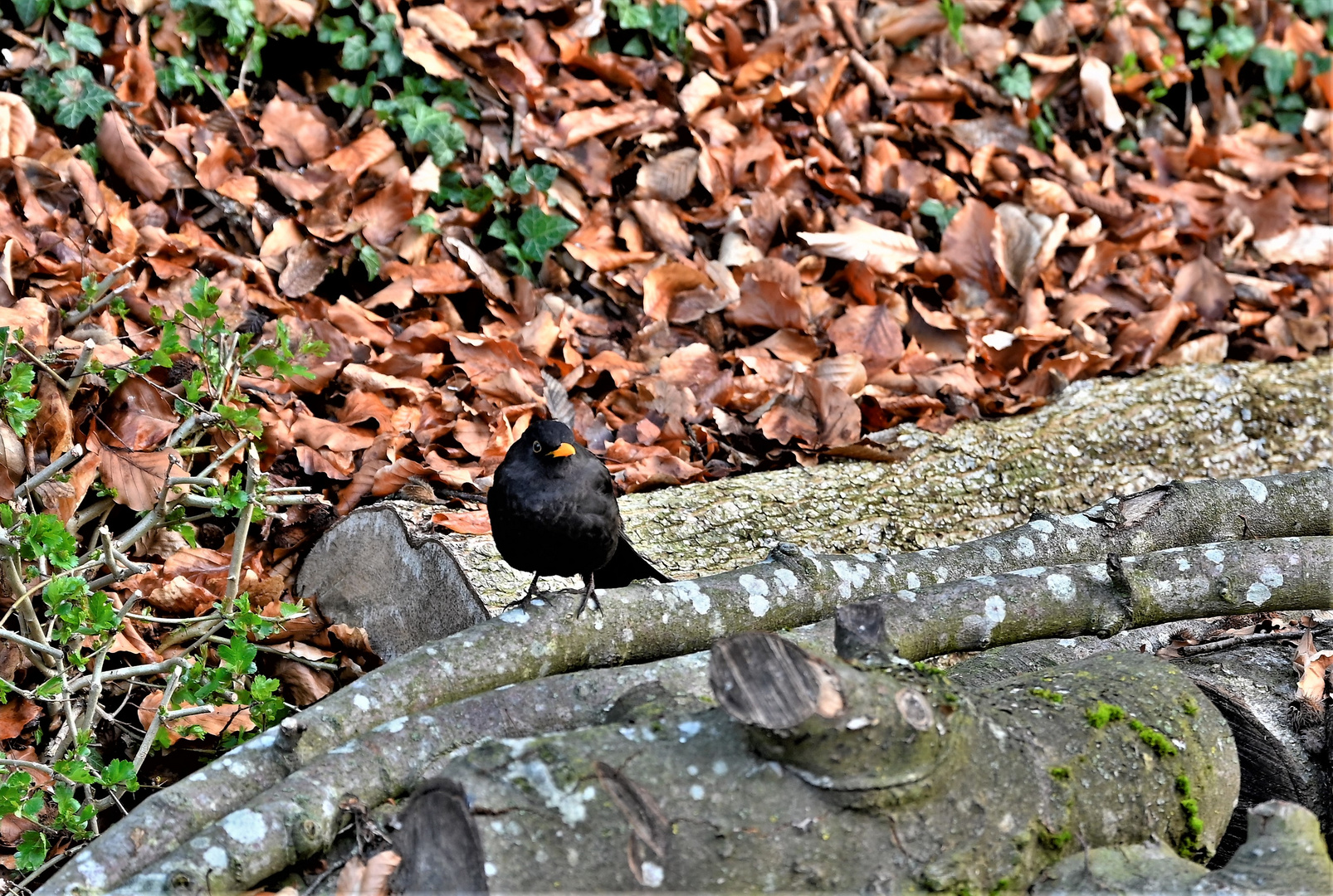 Die Amsel