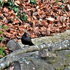 Die Amsel