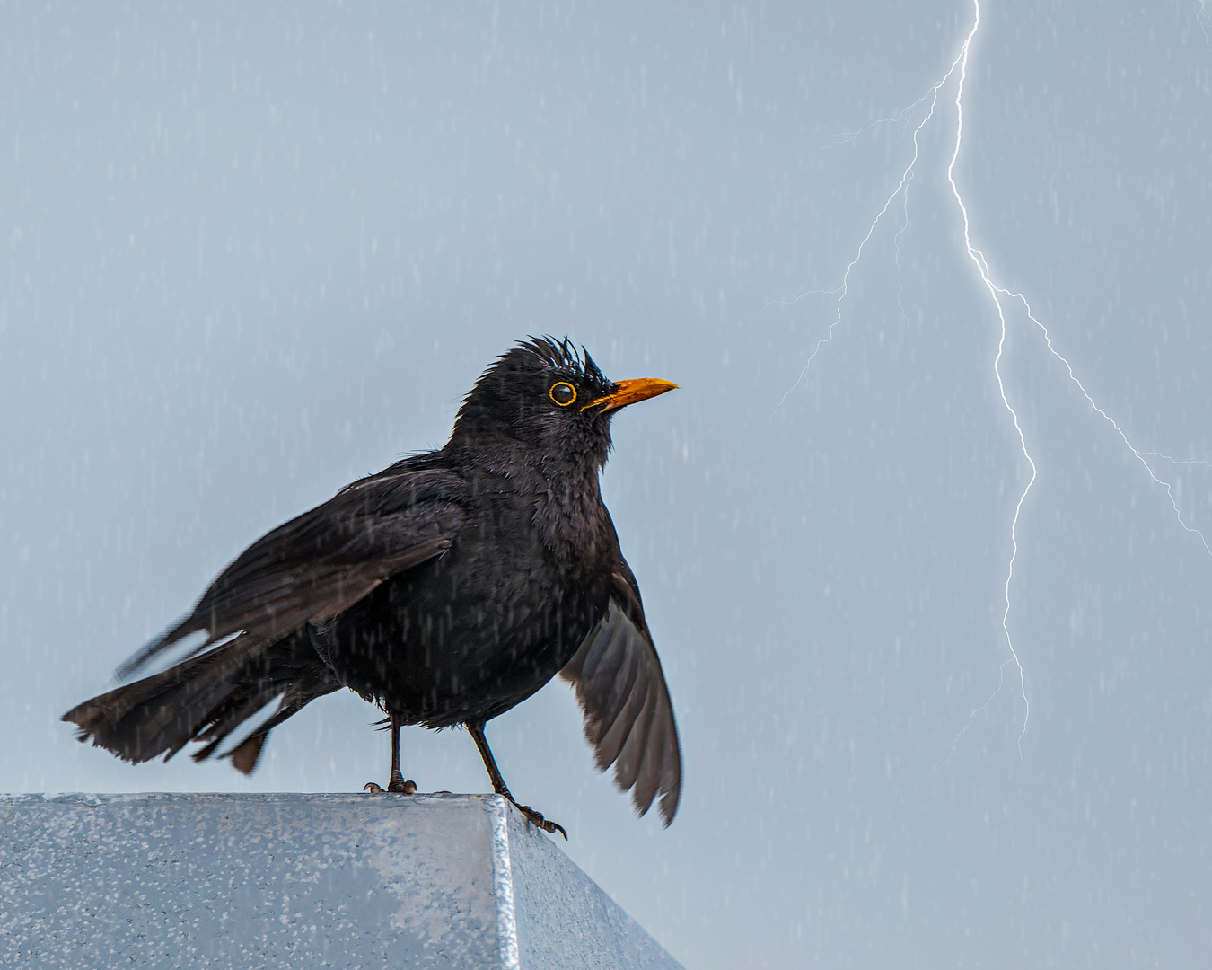 Die Amsel im Blitzlicht 