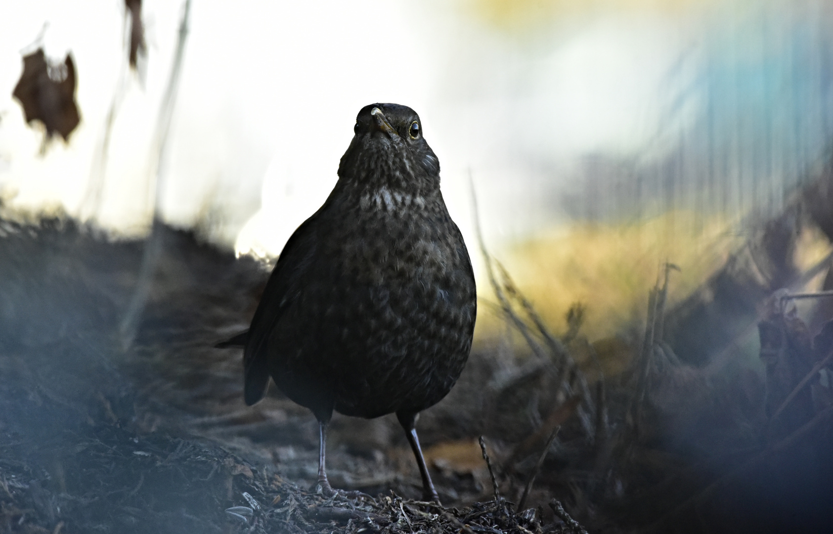 Die Amsel im Focus