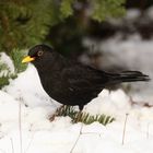 Die Amsel im Schnee