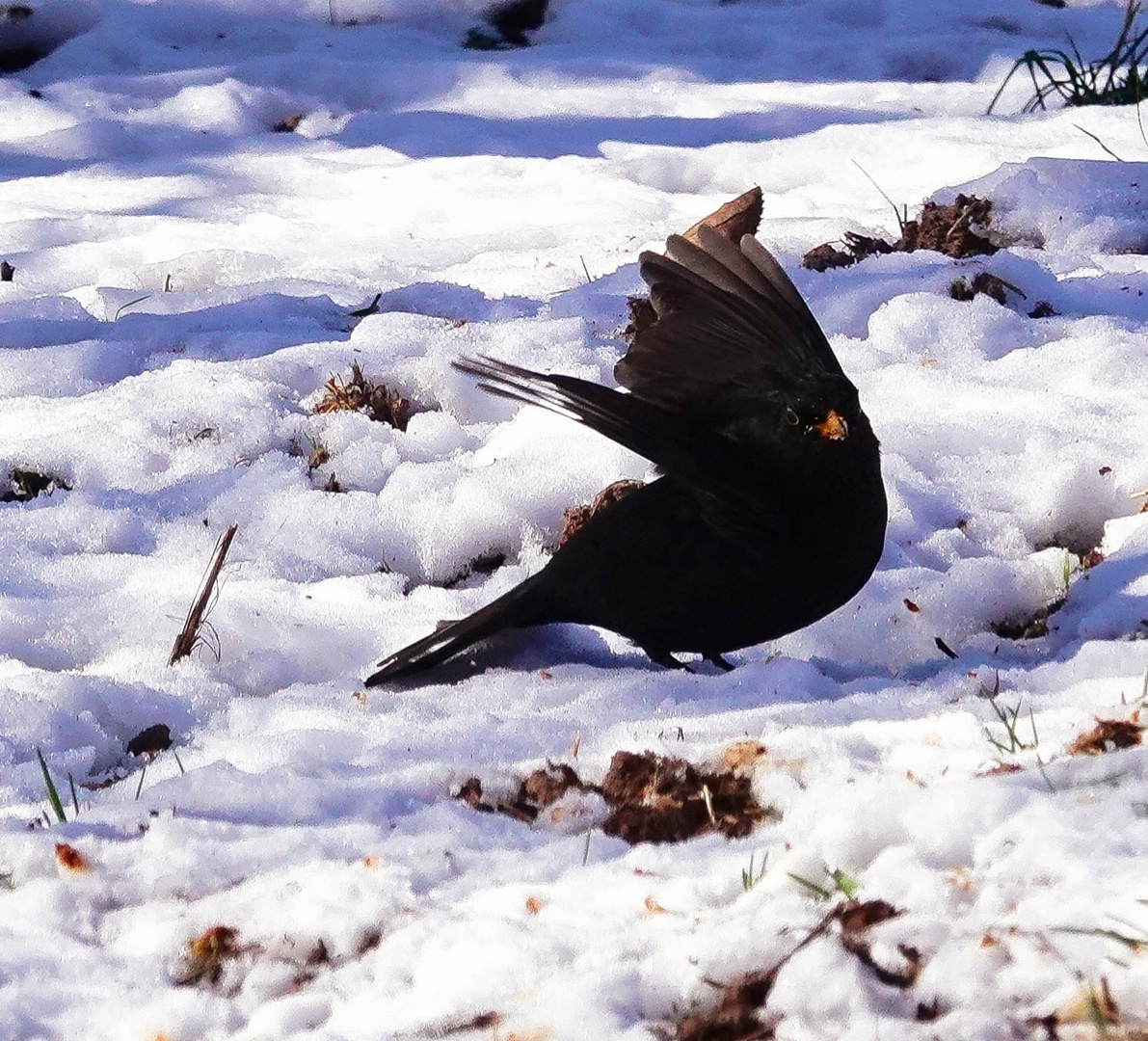 Die Amsel im Schnee 