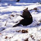 Die Amsel im Schnee 