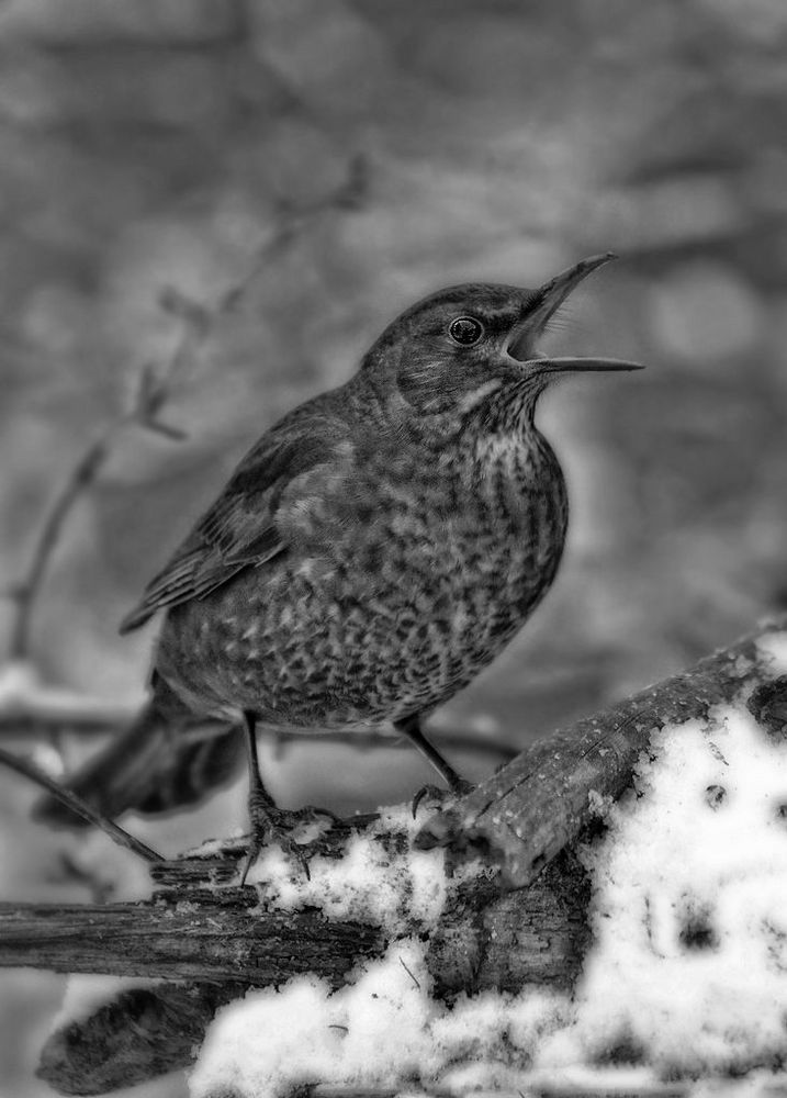 "Die Amsel im Schnee"