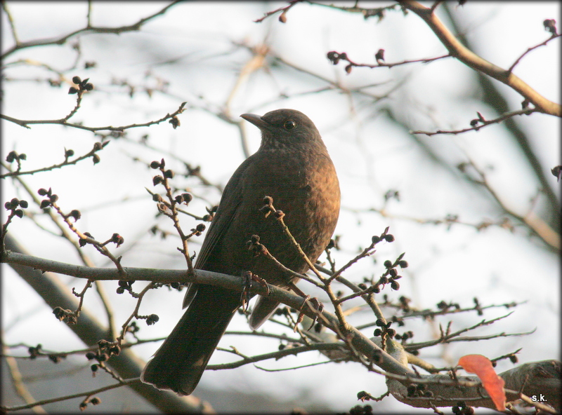 Die Amsel im Winter 