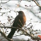 Die Amsel im Winter 