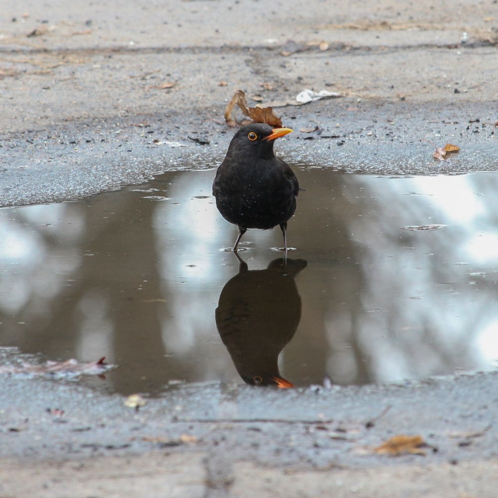 Die Amsel in der Pfütze