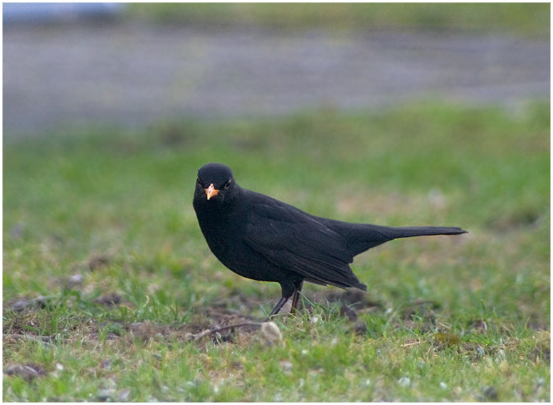 Die Amsel in Nachbars Garten