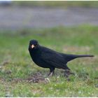 Die Amsel in Nachbars Garten