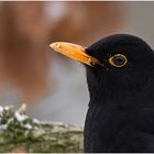 Die Amsel-Männlich (Turdus merula)....