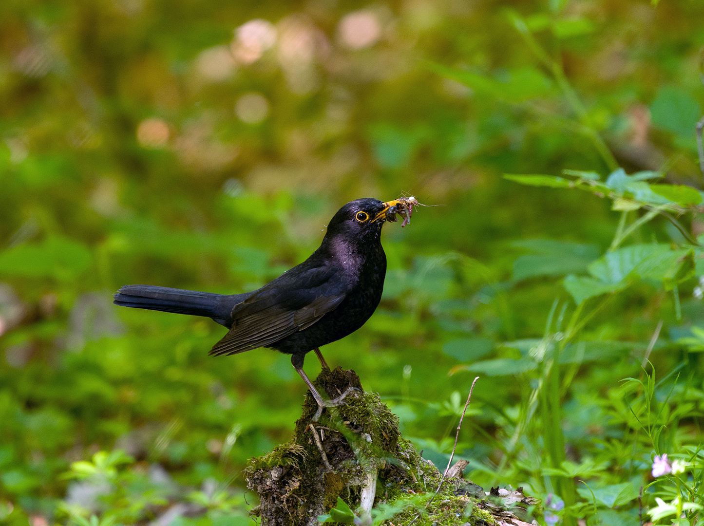 Die Amsel mit dem Futterschnabel