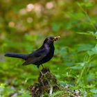 Die Amsel mit dem Futterschnabel