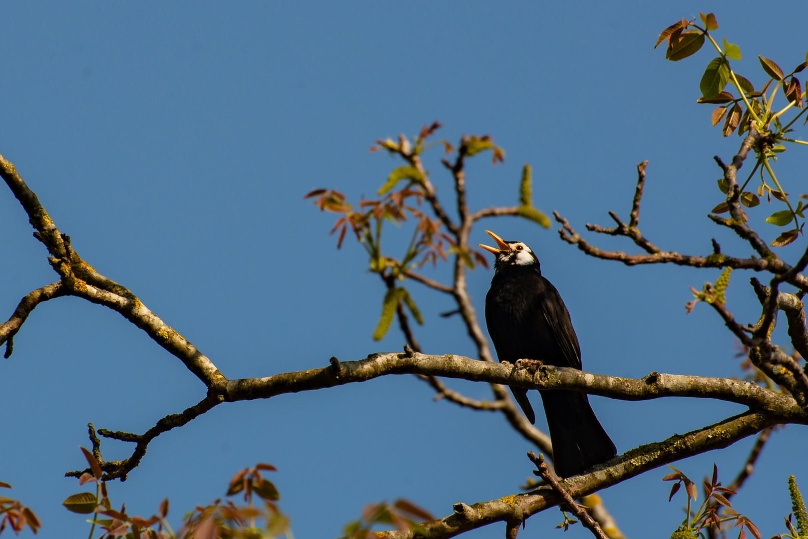 Die Amsel mit der Maske